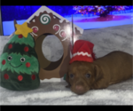 Small Photo #9 Dachshund Puppy For Sale in HOUSTON, TX, USA