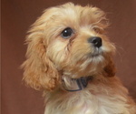 Small Photo #1 Cavapoo Puppy For Sale in PATERSON, NJ, USA