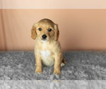 Small #1 Golden Cavadoodle