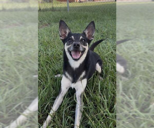 Medium Photo #2 Rat Terrier Puppy For Sale in Rosenberg, TX, USA