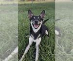 Small #1 Rat Terrier