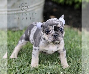 French Bulldog Puppy for sale in RONKS, PA, USA