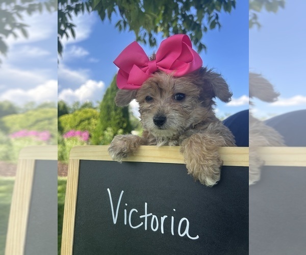 Medium Photo #8 Yo-Chon Puppy For Sale in WEST UNION, OH, USA