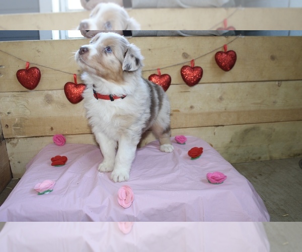 Medium Photo #2 Australian Shepherd Puppy For Sale in MARION, IN, USA
