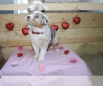 Small Photo #2 Australian Shepherd Puppy For Sale in MARION, IN, USA