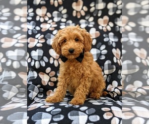 Poodle (Miniature) Puppy for sale in OXFORD, PA, USA