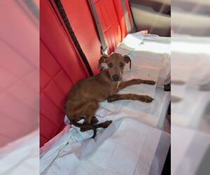 Doberman Pinscher Dogs for adoption in Stockton, CA, USA