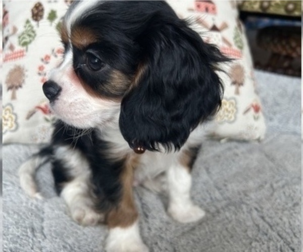 Full screen Photo #3 Cavalier King Charles Spaniel Puppy For Sale in LAWRENCE, MI, USA