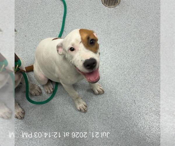 Medium Photo #1 American Pit Bull Terrier Puppy For Sale in Ocala, FL, USA