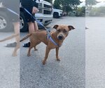 Small Photo #2 Mutt Puppy For Sale in Miami, FL, USA