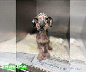 Mutt Dogs for adoption in New York, NY, USA