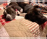 Small #3 American Pit Bull Terrier Mix