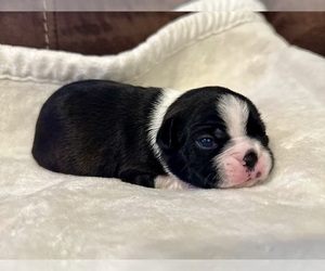Boston Terrier Puppy for sale in WASHBURN, MO, USA