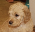 Small Photo #1 Labradoodle Puppy For Sale in BOONE, IN, USA