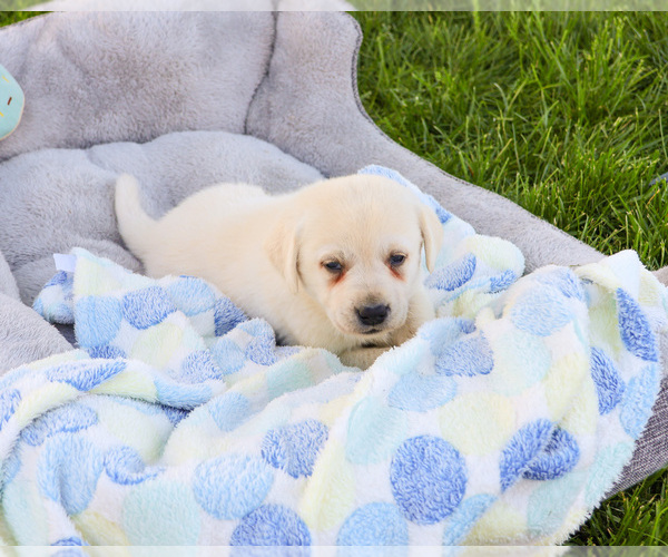 Medium Photo #4 Labrador Retriever Puppy For Sale in SYRACUSE, IN, USA