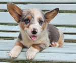 Small #4 Pembroke Welsh Corgi