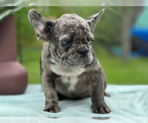 French Bulldog Puppy for sale in BOSTON, MA, USA