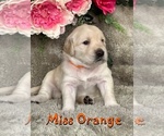 Puppy Miss Orange Golden Retriever