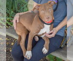 Small Photo #4 American Bulldog-American Staffordshire Terrier Mix Puppy For Sale in Huntley, IL, USA