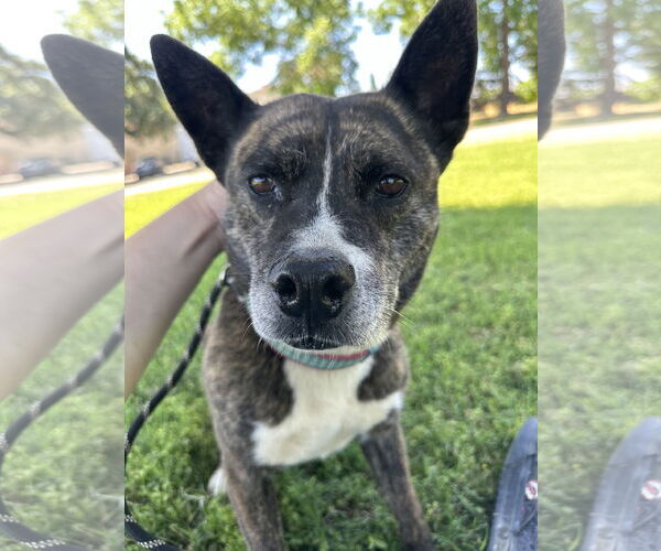 Medium Photo #3 Mutt Puppy For Sale in Chico, CA, USA