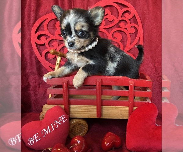Medium Photo #3 Chihuahua Puppy For Sale in NEWVILLE, PA, USA