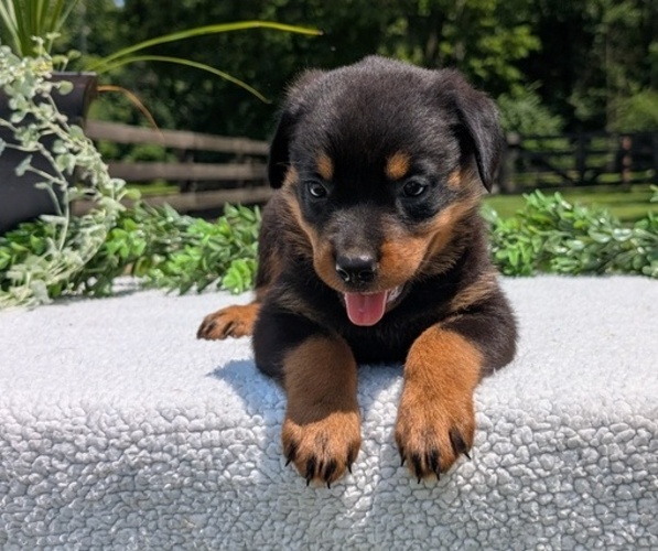 Medium Photo #2 Rottweiler Puppy For Sale in GOSHEN, IN, USA