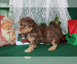 YorkiePoo Puppy for sale in CHANUTE, KS, USA