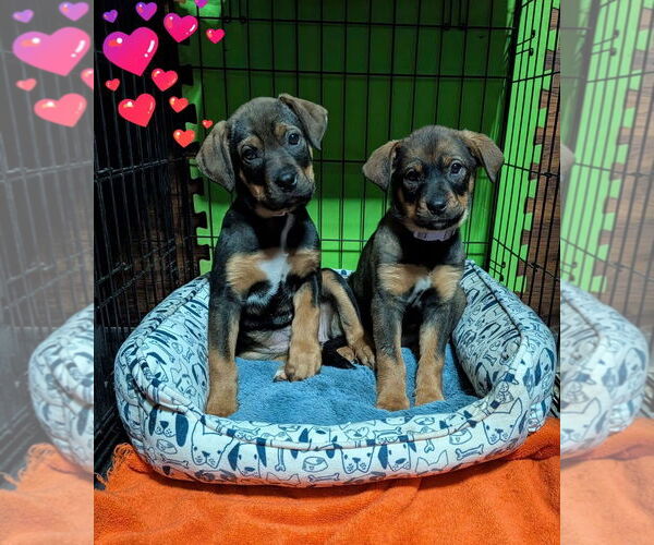 Medium Photo #2 Rottweiler-Unknown Mix Puppy For Sale in Rustburg, VA, USA