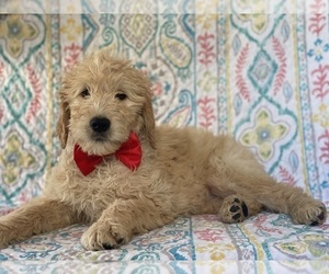 Goldendoodle Puppy for sale in LANCASTER, PA, USA