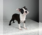 Small Photo #3 Boston Terrier Puppy For Sale in FRANKLIN, IN, USA
