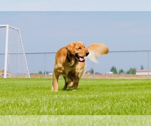Father of the Golden Retriever puppies born on 02/25/2026