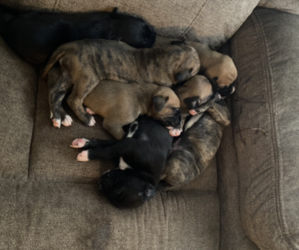 Boxer-Great Dane Mix Puppy for sale in CARROLLTON, MO, USA
