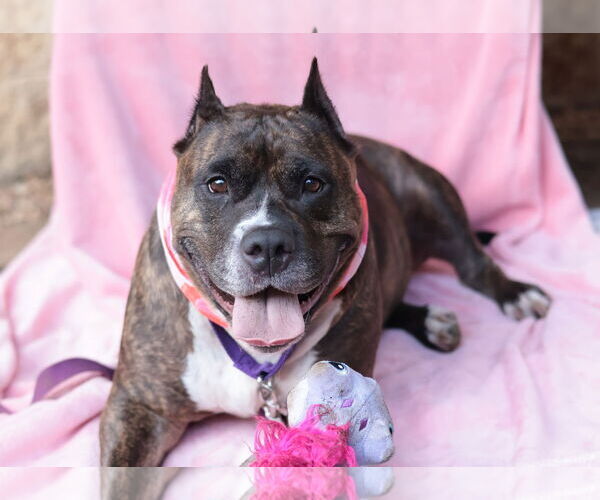 Medium Photo #17 Mutt Puppy For Sale in Philadelphia, PA, USA