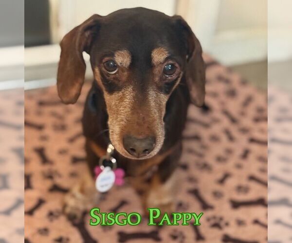 Medium Photo #2 Dachshund Puppy For Sale in San Antonio, TX, USA
