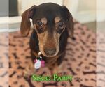Small #1 Dachshund
