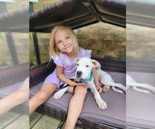 Medium Photo #2 Boxer-Unknown Mix Puppy For Sale in New London, WI, USA