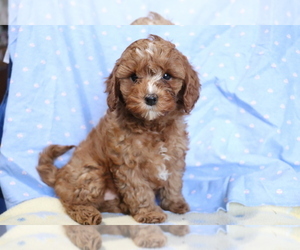 Cavapoo Puppy for sale in SHILOH, OH, USA