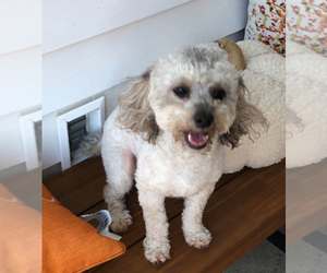 Father of the Poodle (Toy) puppies born on 05/02/2025