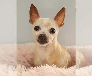 Chihuahua Dogs for adoption in Oakland Park, FL, USA