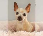 Blankita - Female Chihuahua Dog for Adoption - Small photo