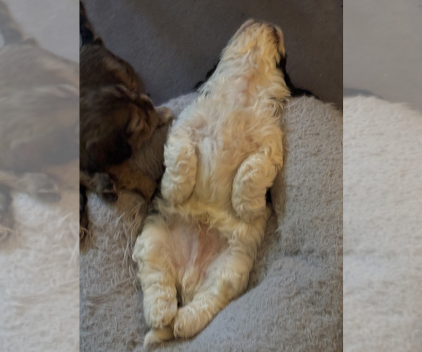 Medium Photo #3 Cavachon Puppy For Sale in OLYMPIA, WA, USA