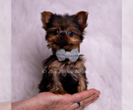 Puppy Teacup Ruppie Yorkshire Terrier
