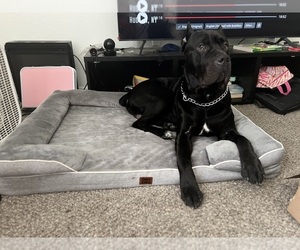 Father of the Cane Corso puppies born on 12/04/2025
