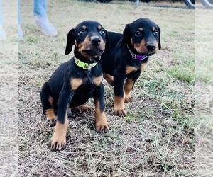 Doberman Pinscher Litter for sale in TAHLEQUAH, OK, USA