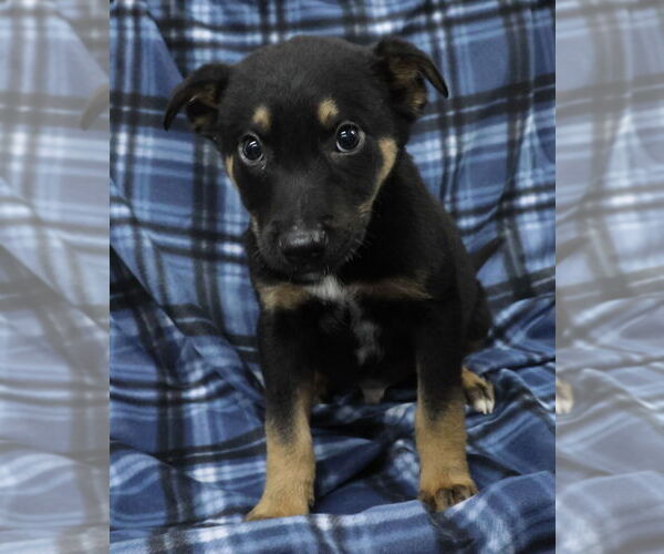 Medium Photo #4 German Shepherd Dog Puppy For Sale in Minneapolis, MN, USA