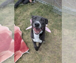 American Staffordshire Terrier-Unknown Mix Dogs for adoption in Monte Vista, CO, USA
