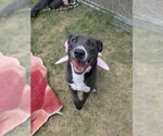 Small American Staffordshire Terrier Mix