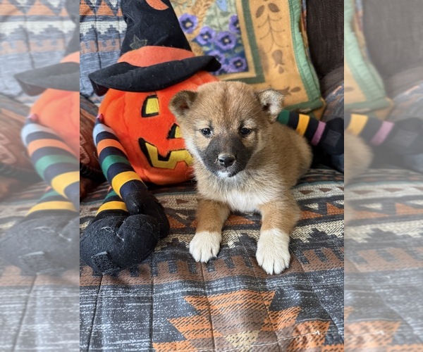 Medium Photo #4 Shiba Inu Puppy For Sale in MOUNT PLEASANT, IA, USA