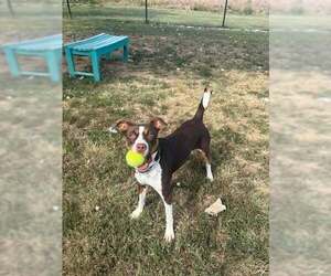 Charlotte of Wales - Female Mutt Dog for Adoption - Photo #4