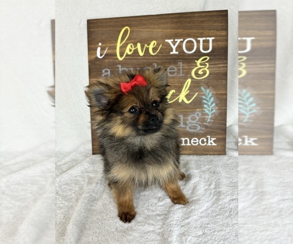 Medium Photo #3 Pomeranian Puppy For Sale in GREENFIELD, IN, USA